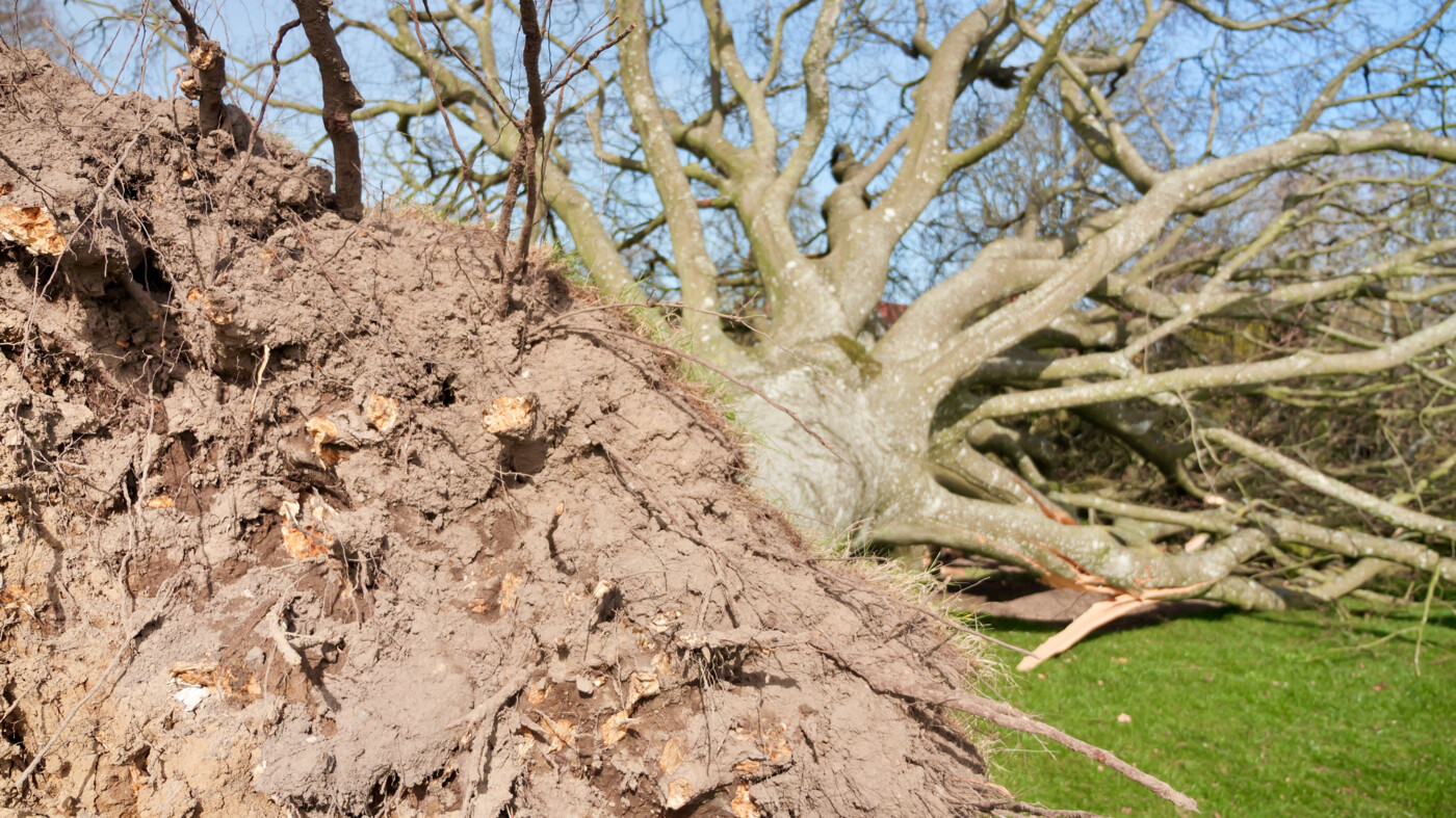 20260408 Sjørslev - 4.jpeg