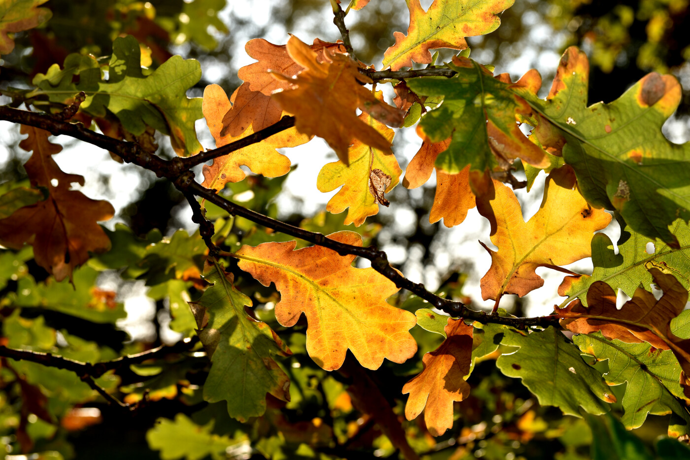 20181015 Efterår