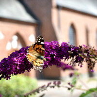 20190802 Fasterholt Kirke