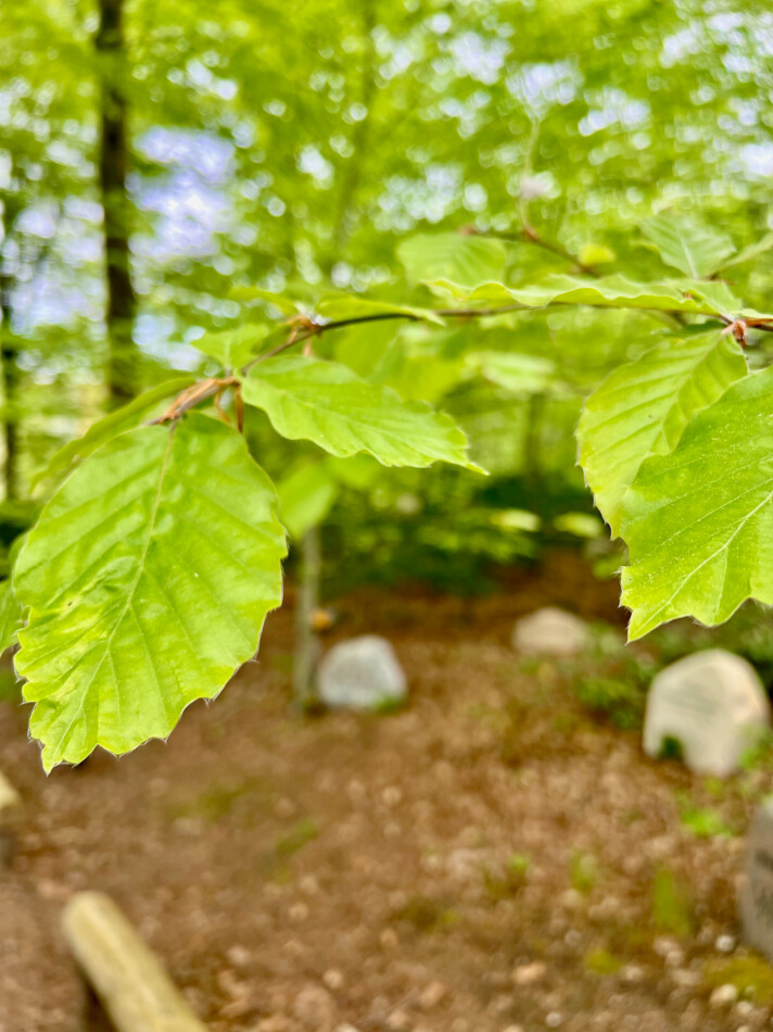 20250620_HolstebroKirkegaard_fotoHenrikHelmsViborgStift - 6.jpeg