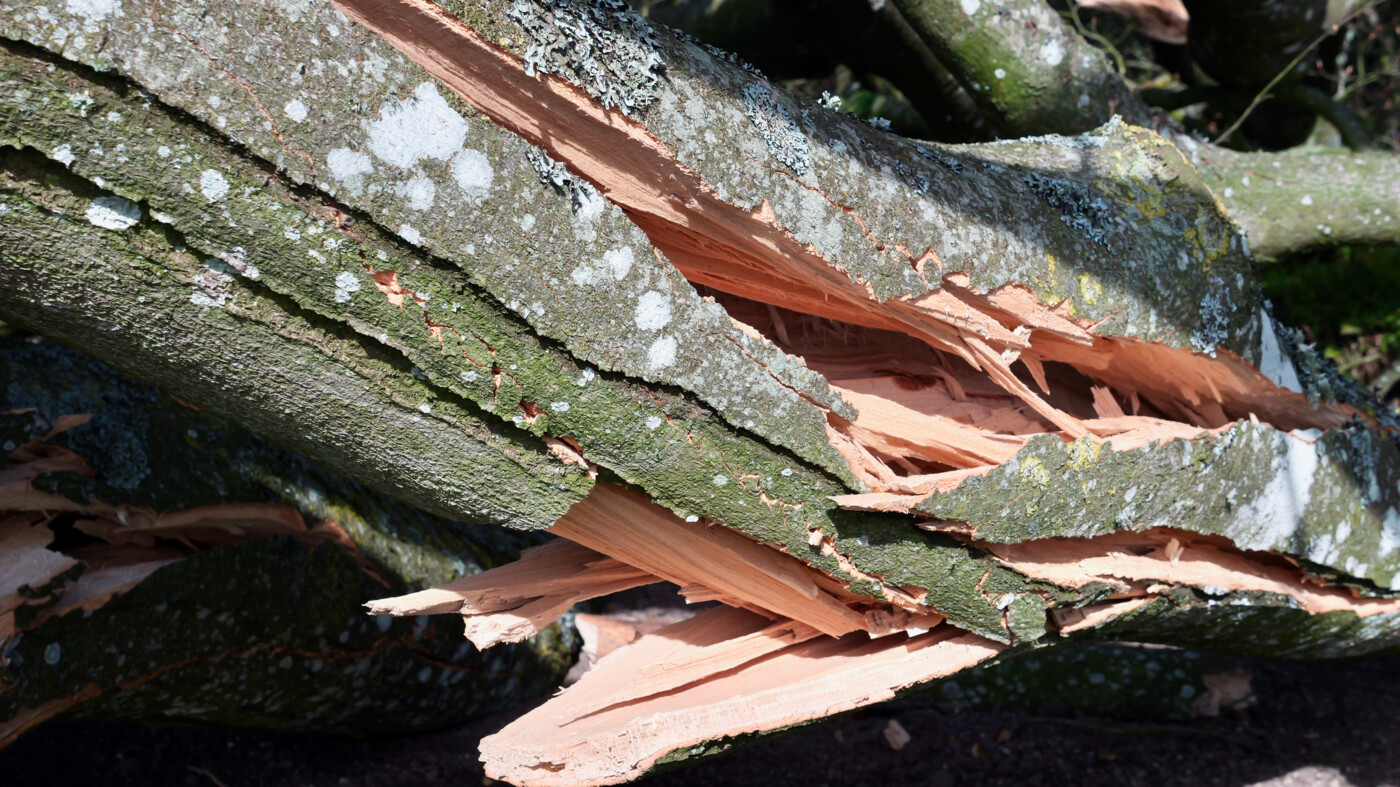 20260408 Sjørslev - 6.jpeg