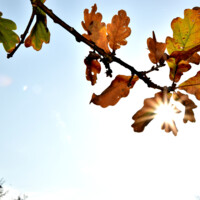 20181015 Efterår (3)