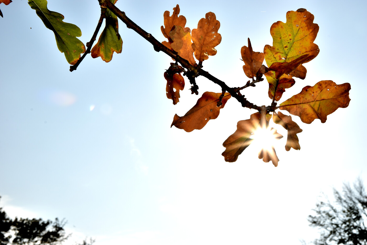 20181015 Efterår (3)