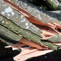 20260408 Sjørslev - 6.jpeg