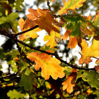 20181015 Efterår