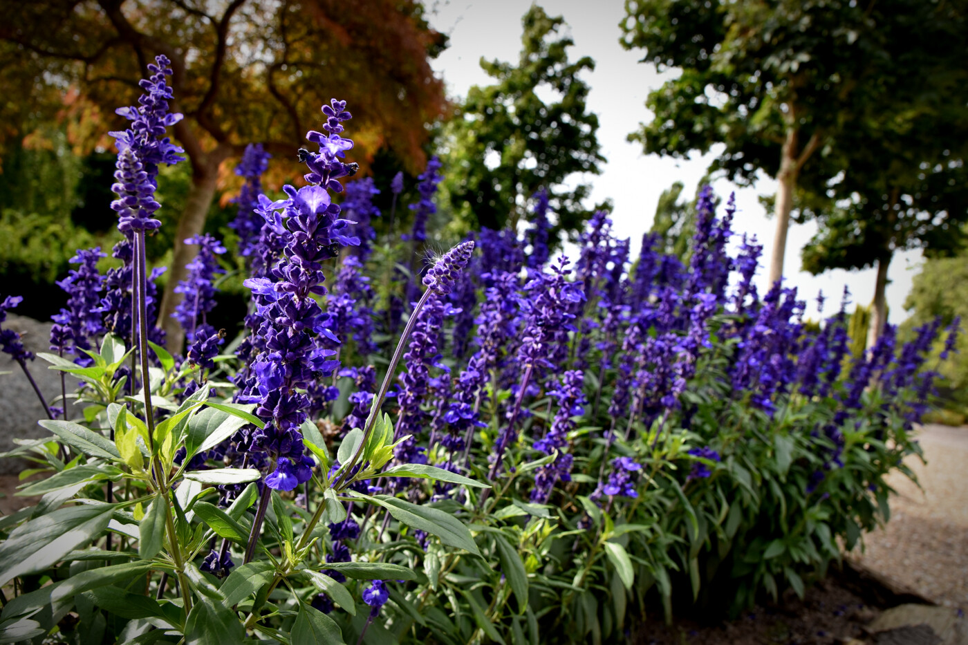 20220905 Vestre Kirkegård i Herning - blomster (2)